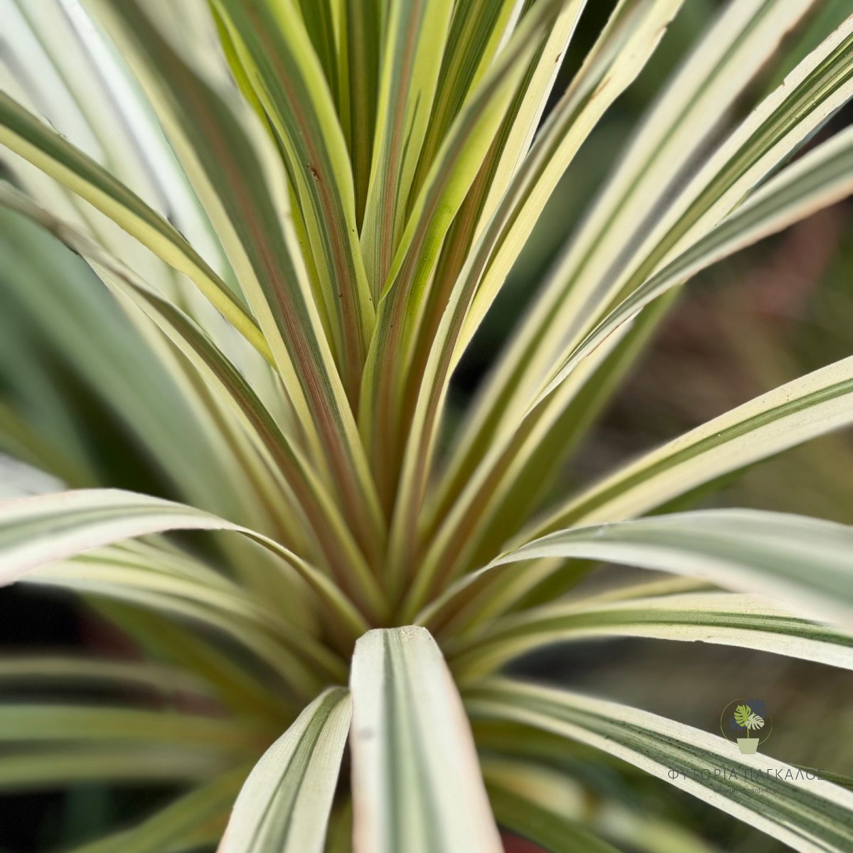 Κορδυλίνη Αυστράλις (Cordyline australis) | Εξωτικό Αειθαλές Φυτό για Κήπο & Γλάστρα - 3